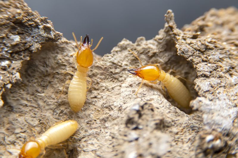 Pest Damage Repair in Overland Park, KS