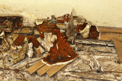 Wood Decay Removal in Conroe, TX