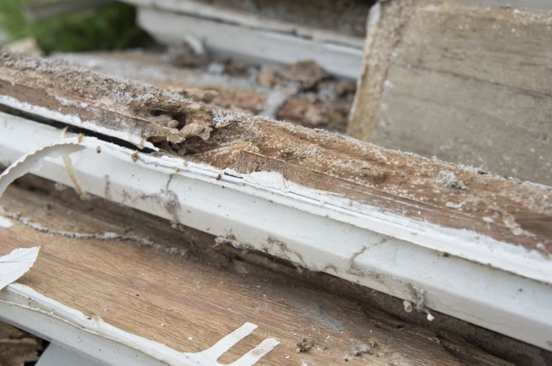 Dry Rot Remediation in Arvada, CO