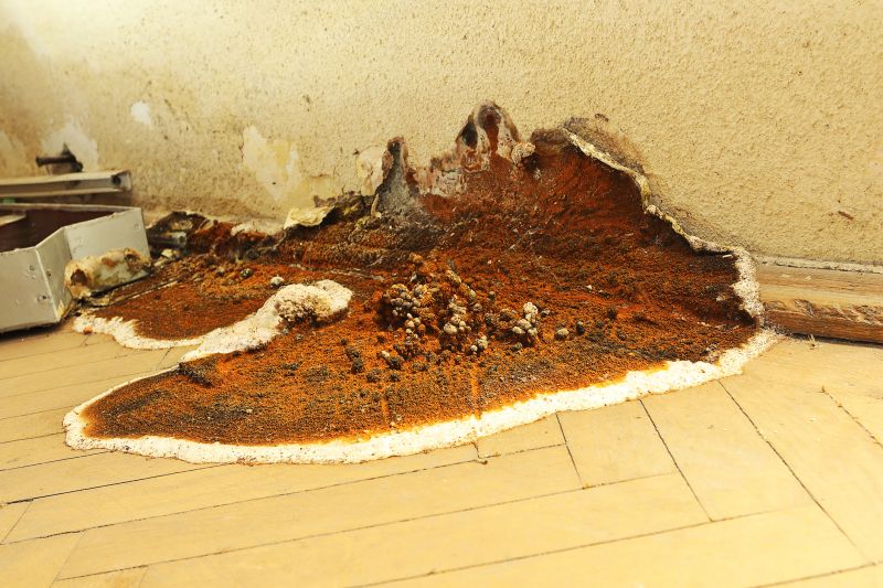 Dry Rot Repair in Denver County, CO