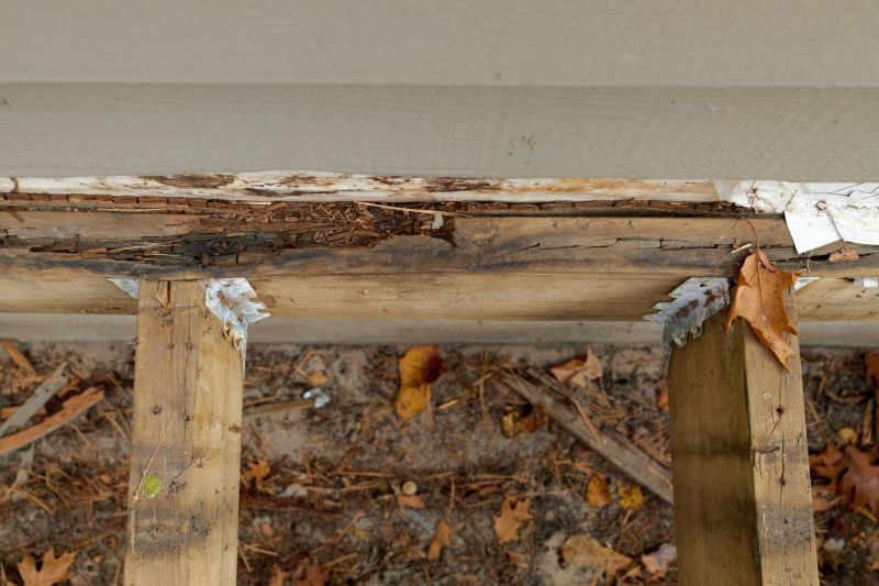 Pest Damage Repair in Boulder, CO
