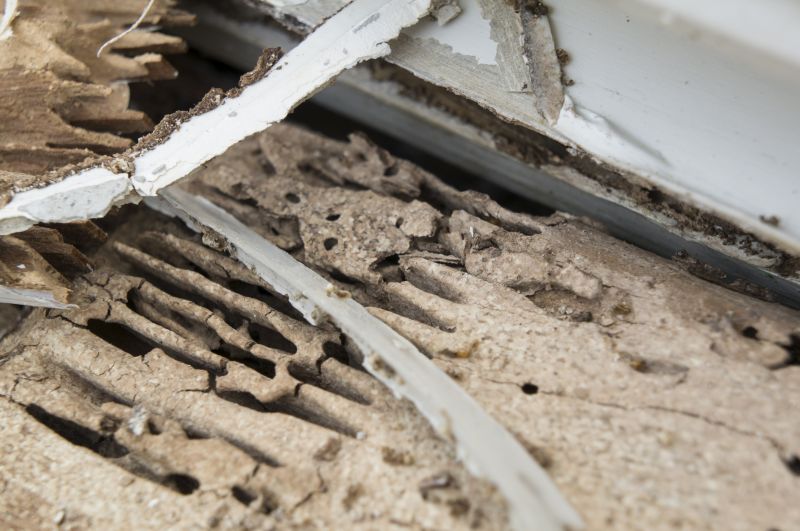 Pest Damage Repair in Boulder, CO