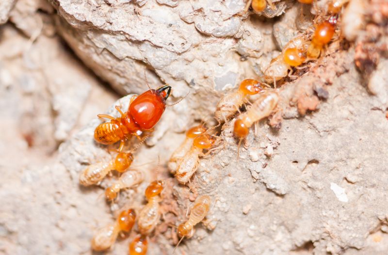 Termite Damage Repair Service in Littleton, CO