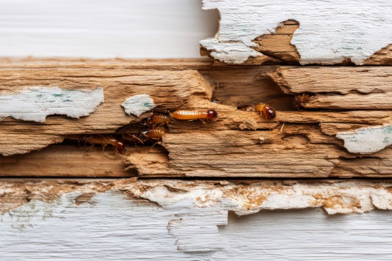 Termite Damage Restoration in Longmont, CO