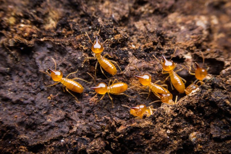 Termite Damage Restoration in Denver County, CO