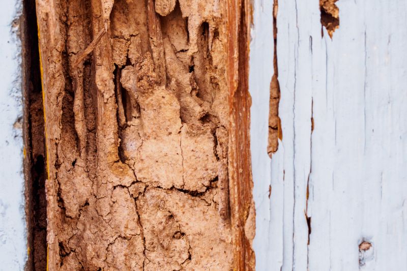 Wood Decay Removal in Wilmington, NC